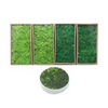 Preserevd Bulk Moss in Box