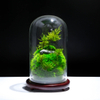 Preserved Moss Gift