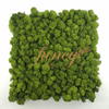 Preserevd Moss Panel-Apple Green 