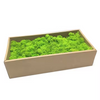 Preserevd Bulk Moss in Box