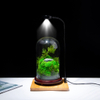 Preserved Moss Gift