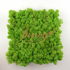 Preserevd Moss Panel-Apple Green 