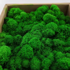 Preserevd Bulk Moss in Box