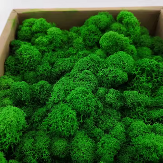 Preserevd Bulk Moss in Box