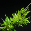Preserved Moss Gift