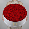 100 Roses in Round Box