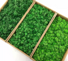 Preserevd Bulk Moss in Box