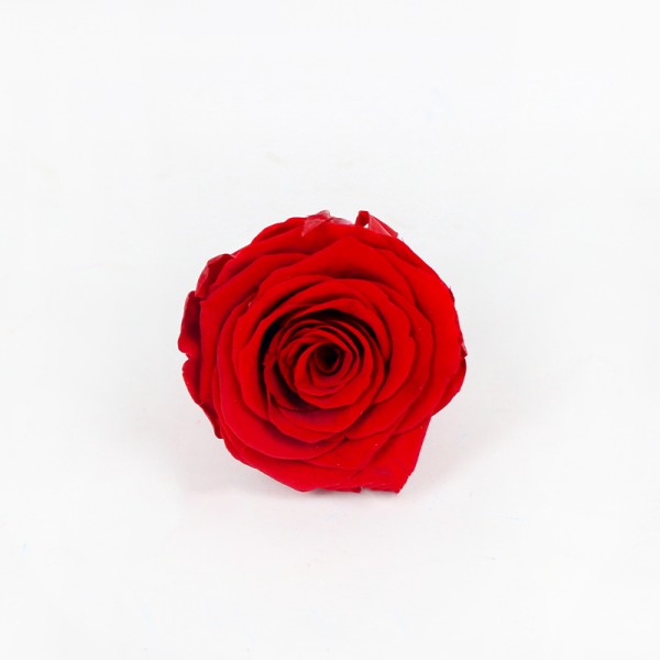 Roses head