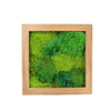 Preserevd Moss Art Frame