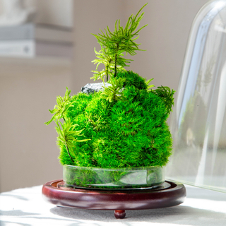 Preserved Moss Gift