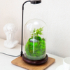 Preserved Moss Gift