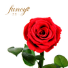 Preserved Rose in S Size Glass