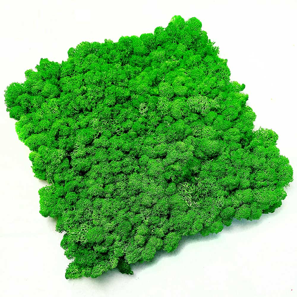 preserved moss panel