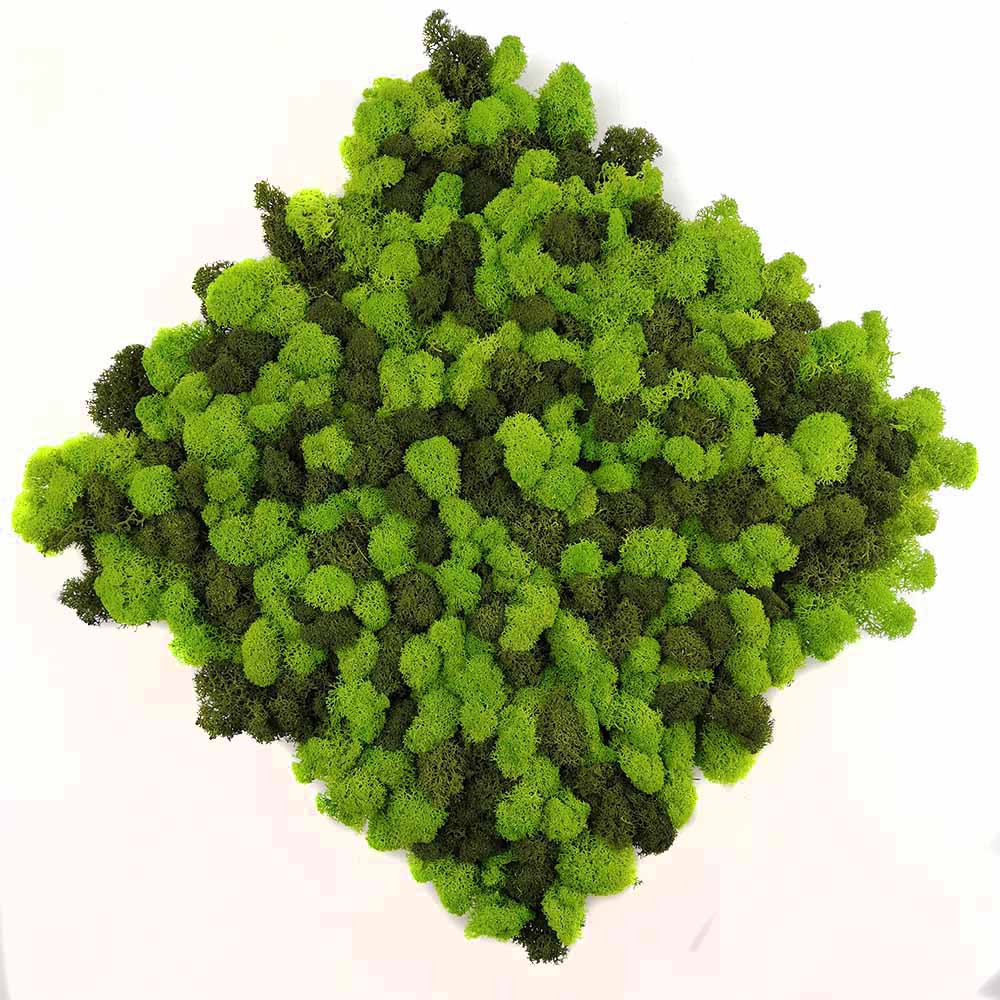 stabilized moss